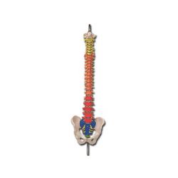 GIMA COLUMNA VERTEBRAL - WITH COLORS TO IDENTIFICATE THE DIFERENT SECTIONS