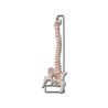 GIMA COLUMNA VERTEBRAL - COM CABEZES FEMORAL E ABIERTO