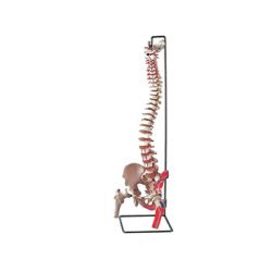 GIMA COLUMNA VERTEBRAL - COM CABIES FEMORAL E INSERAÇÃO DE MÚSCULOS