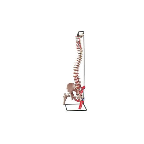 GIMA COLUMNA VERTEBRAL - COM CABIES FEMORAL E INSERAÇÃO DE MÚSCULOS