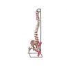 GIMA COLUMNA VERTEBRAL - WITH FEMORAL CABIES AND INSERTION OF MUSCULES