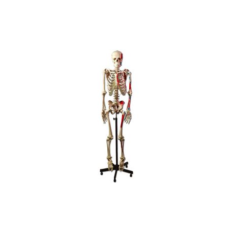 GIMA HUMAN MUSCULAR SKELETON
