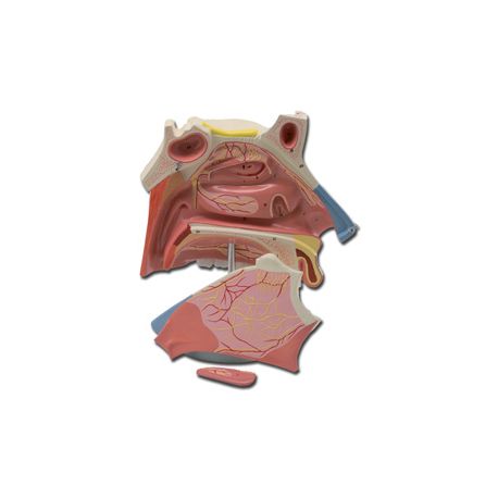 ALLTID SCIENTIFIC ANATOMIC MODEL