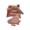ALTAY SCIENTIFIC ANATOMIC MODEL
